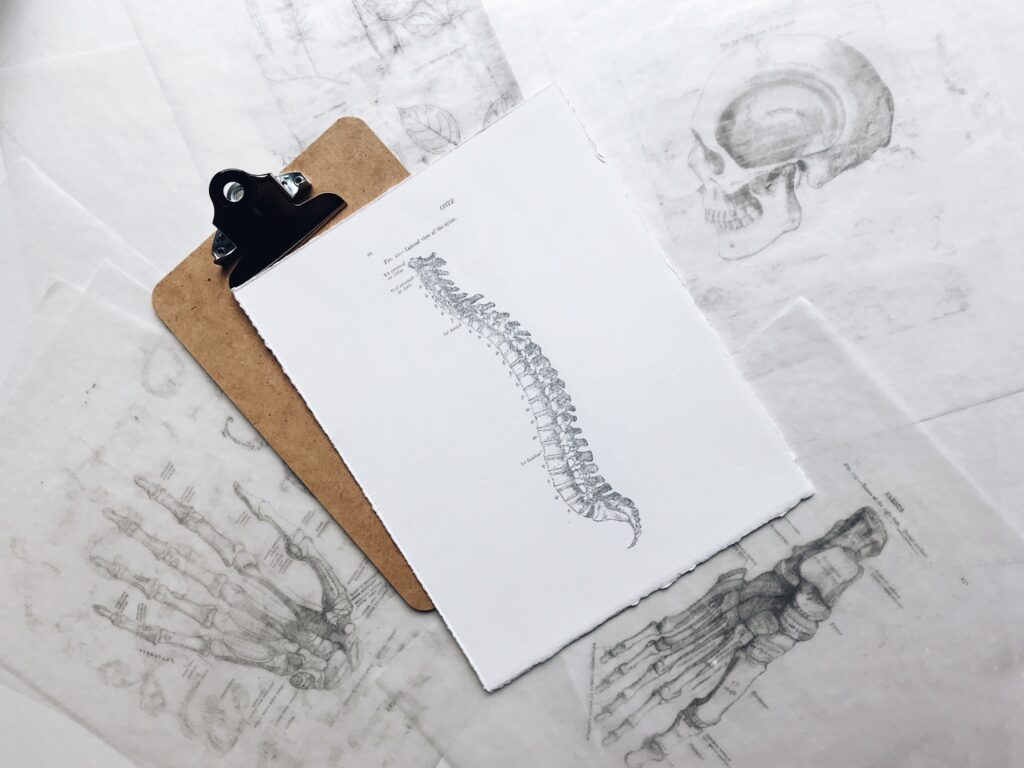 Drawing of the human spine on a clipboard.