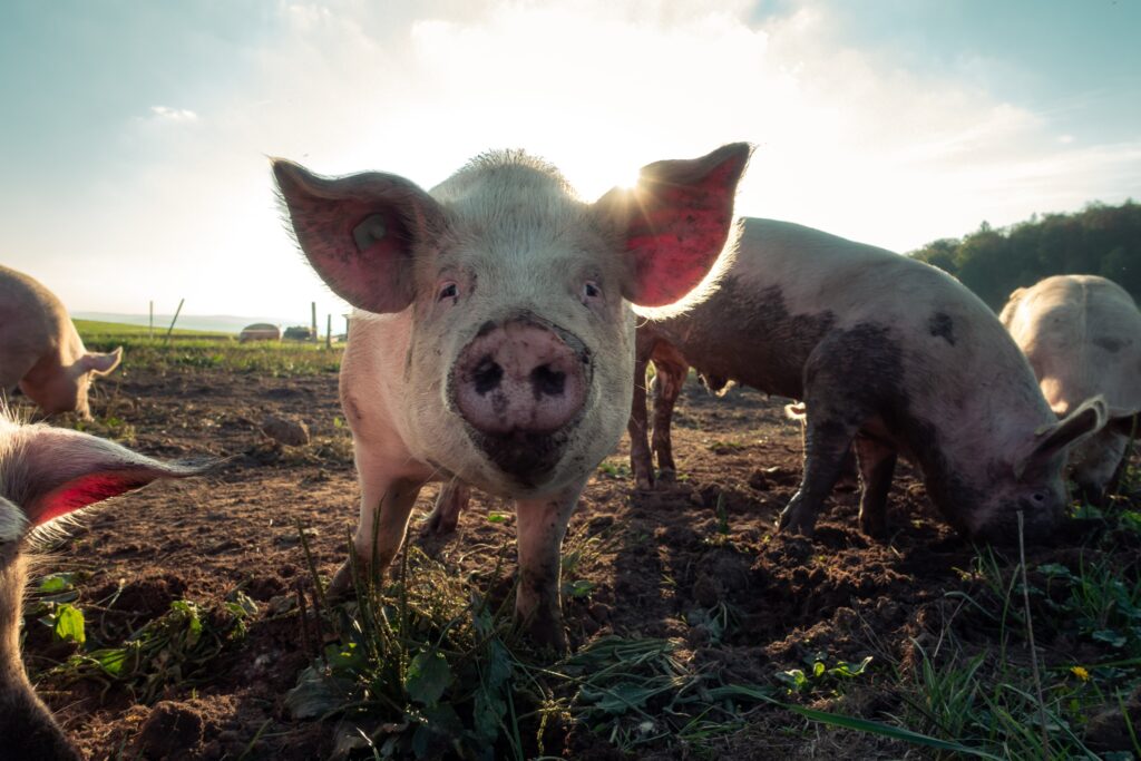 A pig with the sun shining through its ears.