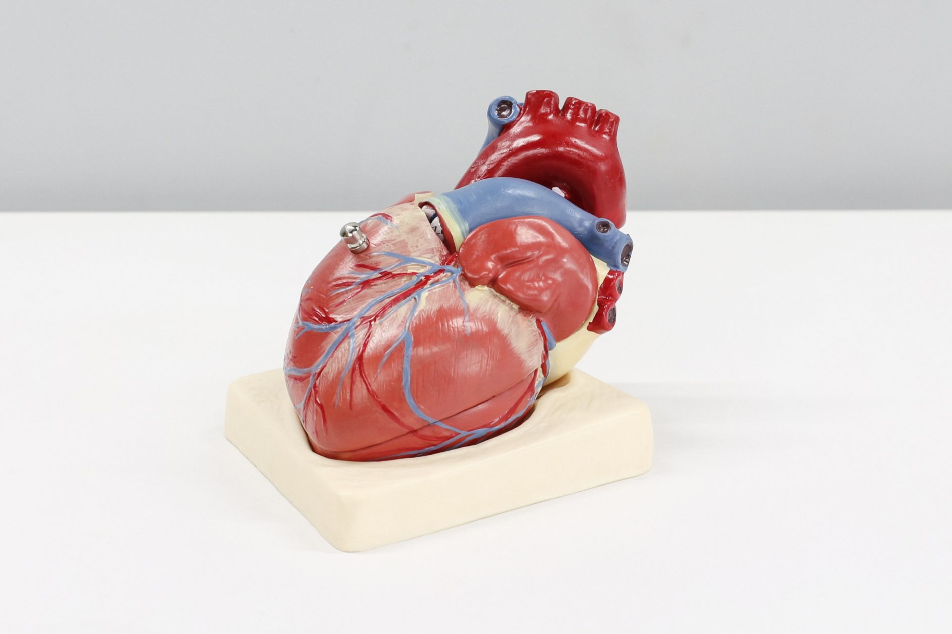 Model of a human heart.