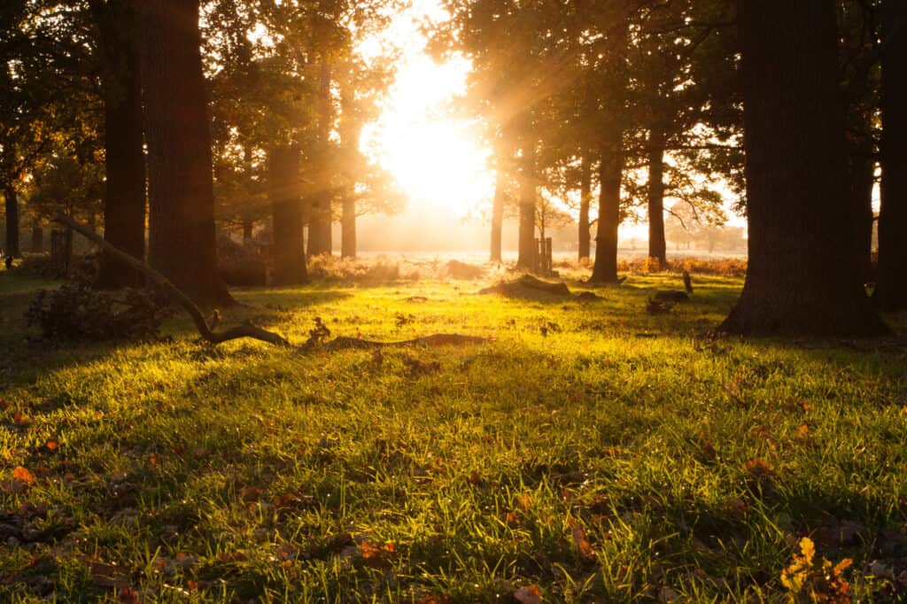 Sunrise seen through a treed countryside.
