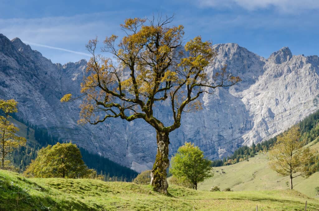 Tree in an alpine valley that looks like it's struggling to survive.