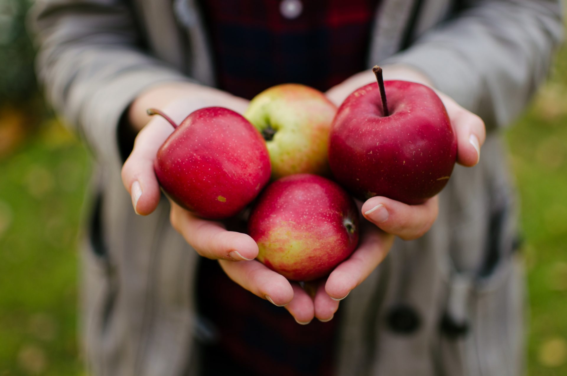 Woman holding 4 freshly picked apples which are some of the best foods for a healthy gut.