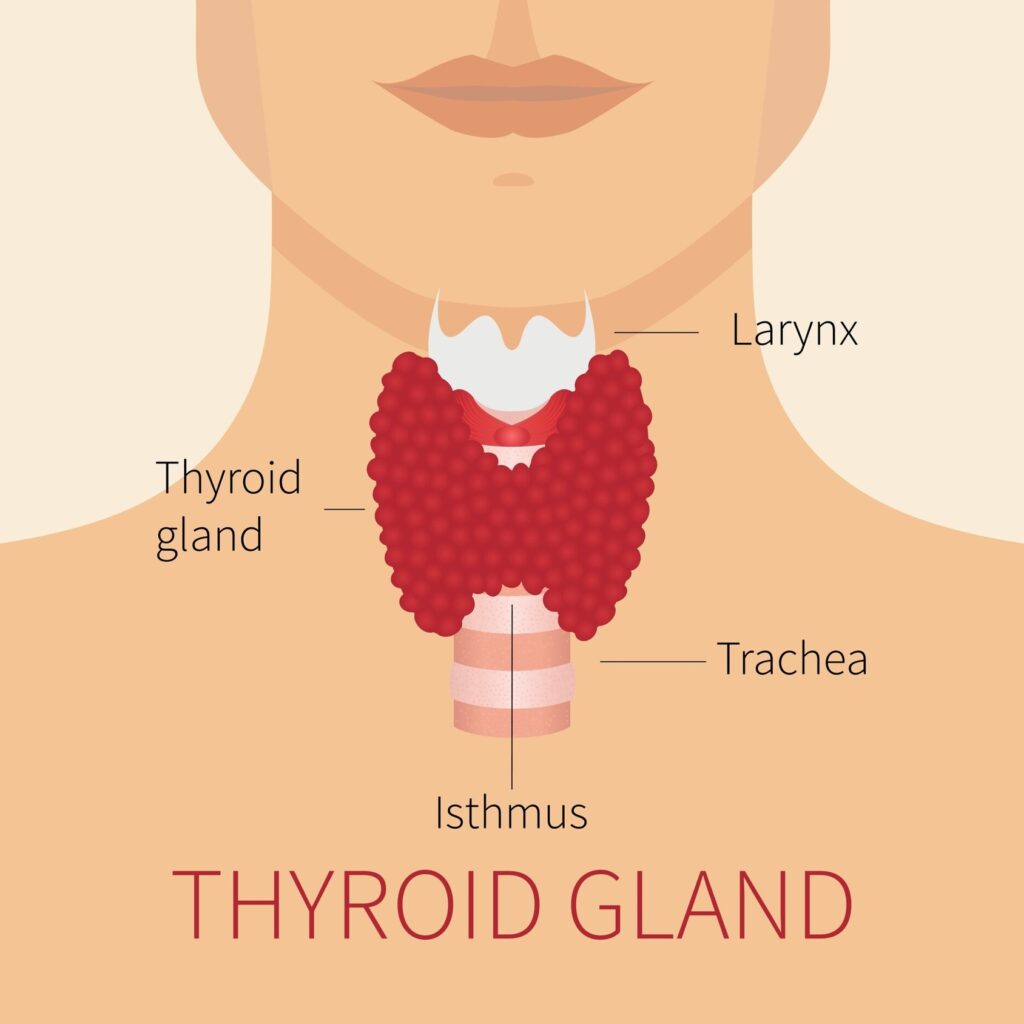 diagram of what’s a thyroid gland