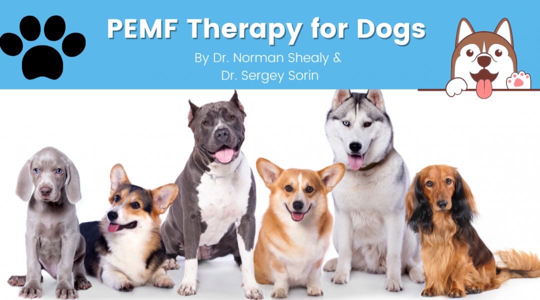 PEMF therapy for dogs