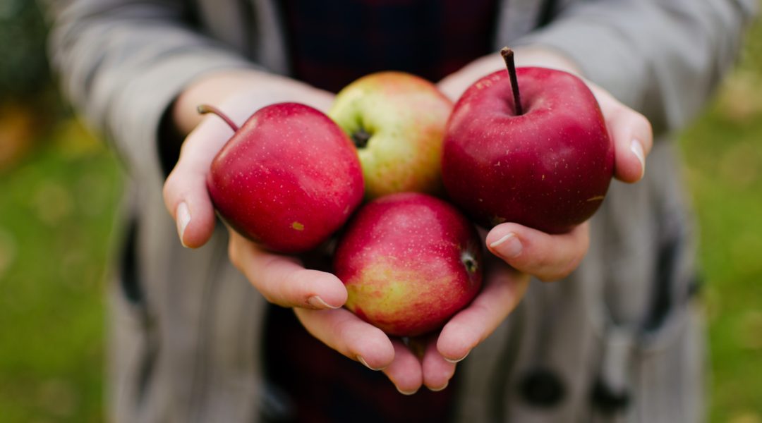 Woman holding 4 freshly picked apples which are some of the best foods for a healthy gut.