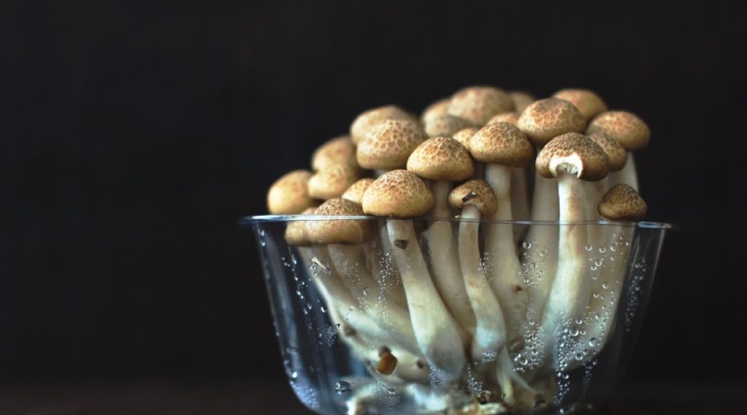 Beta glucan is derived from many mushrooms like the ones shown here.