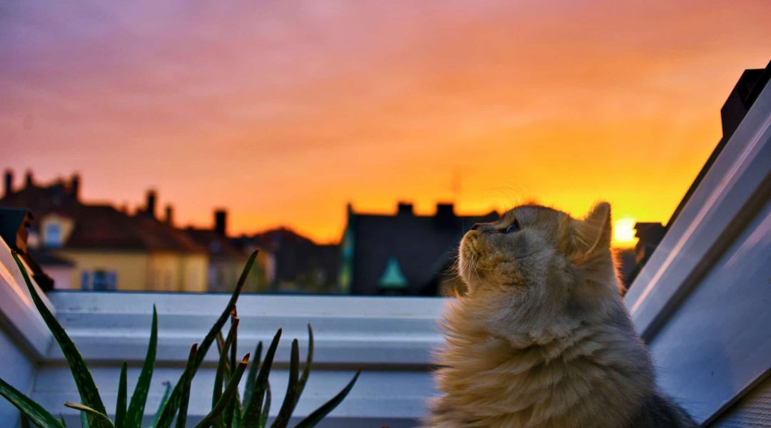 Orange tabby cat sitting next to an aloe plant looking peacefully up at the sky.