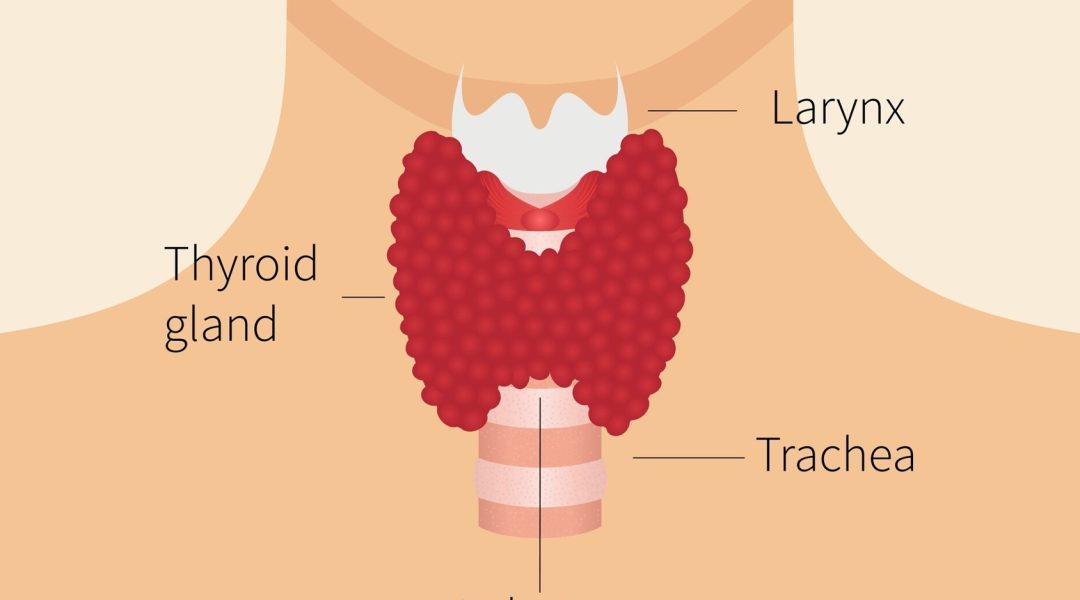 diagram of what’s a thyroid gland