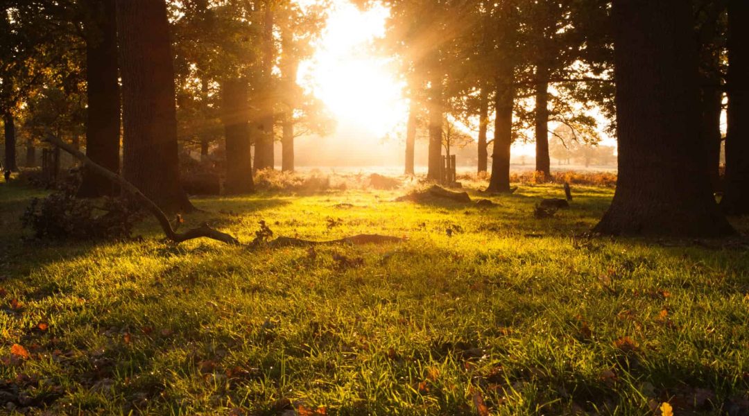 Sunrise seen through a treed countryside.