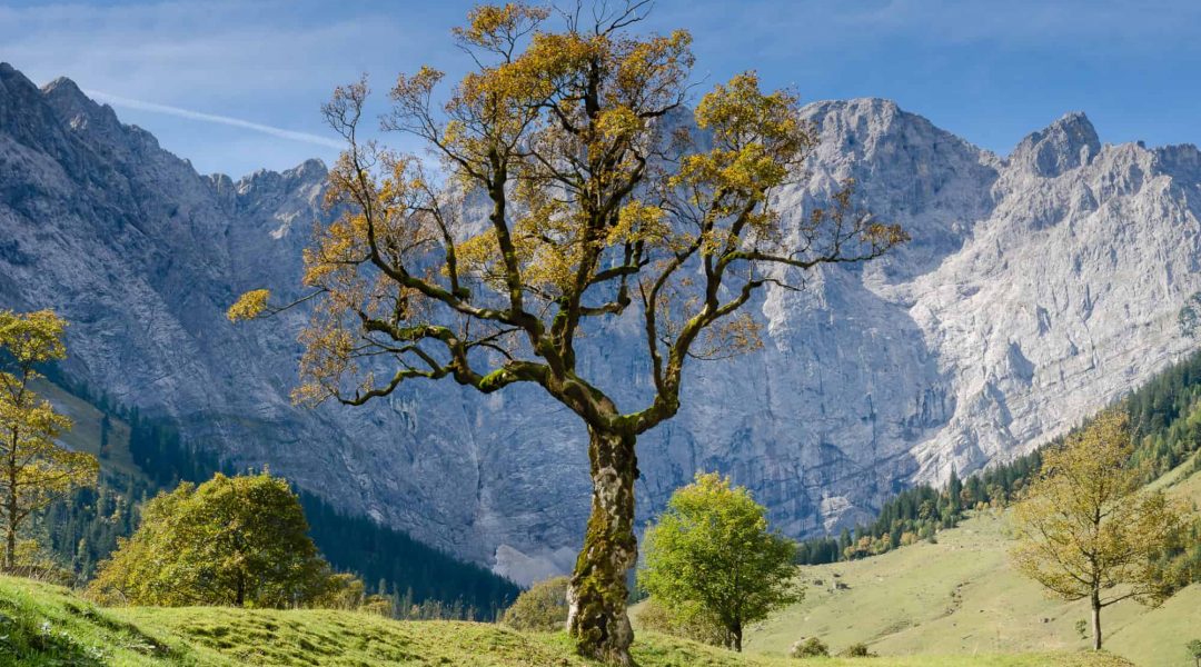 Tree in an alpine valley that looks like it's struggling to survive.